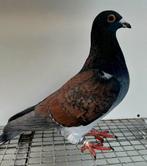 Rubella T-check Sooty Kleurpostduif kleurpostduiven, Mannelijk, Postduif