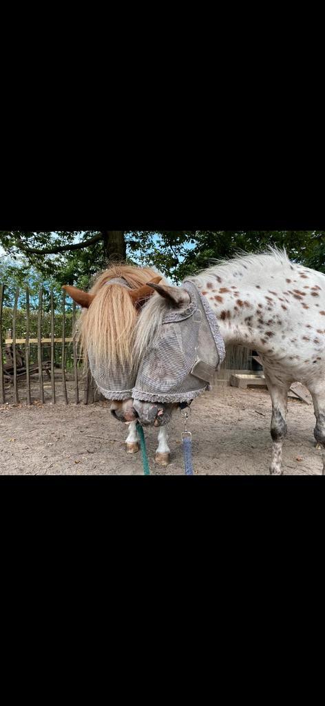 Shetlander en appaloosa (merries), Dieren en Toebehoren, Pony's, Merrie, A pony (tot 1.17m)
