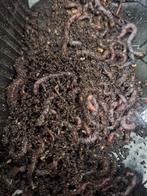 Wormen voor compost en visserij, Ophalen of Verzenden, Compost