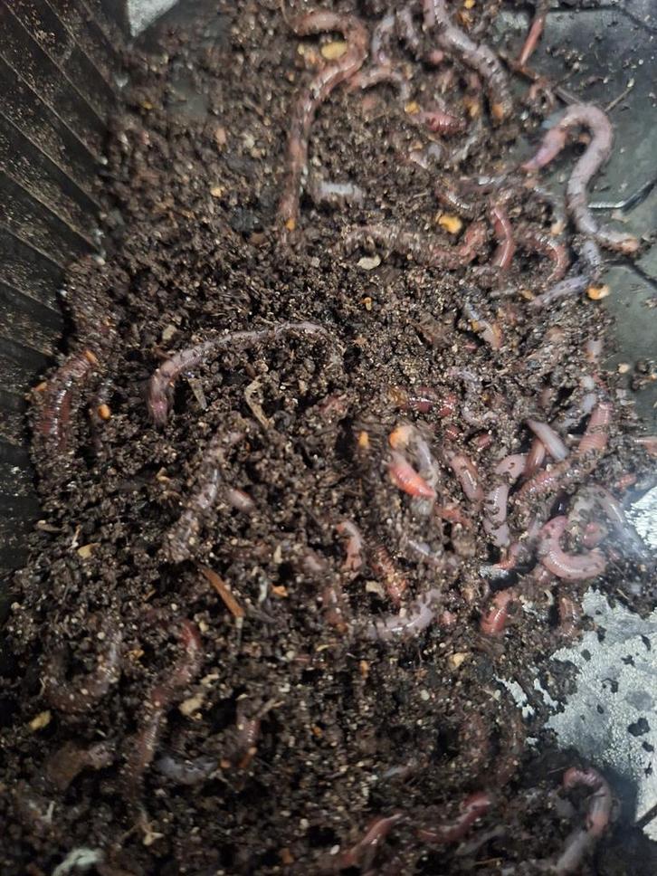 Wormen voor compost en visserij, Tuin en Terras, Aarde en Mest, Compost, Ophalen of Verzenden