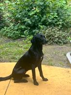 Labrador Friesestabij herplaatsing, Dieren en Toebehoren, Honden | Niet-rashonden, Rabiës (hondsdolheid), Particulier, 3 tot 5 jaar