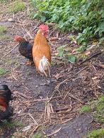 Friese hoen haan raszuiver, Dieren en Toebehoren, Pluimvee, Mannelijk, Kip