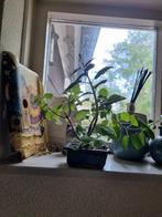 Ernstii Mint Bonsai - Makkelijke Plant!, Ophalen of Verzenden, Vaste plant, Overige soorten, Volle zon