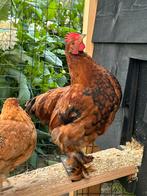 Brahma/barnevelder hanen, Dieren en Toebehoren, Pluimvee, Mannelijk, Kip