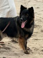 Langstokhaar Duitse Herder met stamboom dekreu, België, Particulier, Rabiës (hondsdolheid), Reu