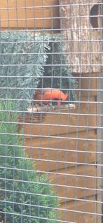 Rodekardinaal, Dieren en Toebehoren, Mannelijk, Tropenvogel