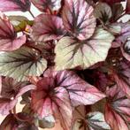 Begonia Rex Indian Summer - Prachtige Kamerplant, Huis en Inrichting, Kamerplanten, Ophalen, Overige soorten, Halfschaduw, Minder dan 100 cm