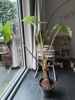 Zebrina kamerplant (Alocasia Zebrina) met pot, Huis en Inrichting, Kamerplanten, Ophalen, Halfschaduw, 100 tot 150 cm