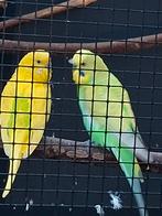 Mooi bewezen koppel grasparkieten., Dieren en Toebehoren, Vogels | Parkieten en Papegaaien, Meerdere dieren, Parkiet