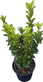 Euonymus jap. 'Green Spire', Volle zon, Vaste plant, Bloeit niet, Ophalen