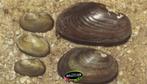 Vijver Mossel 7/11 cm helpt tegen zweefalgen - Koidreams
