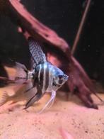 Maanvis, Dieren en Toebehoren, Vissen | Aquariumvissen, Vis, Zoetwatervis