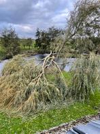 Wilgentakken, Ophalen, Overige soorten