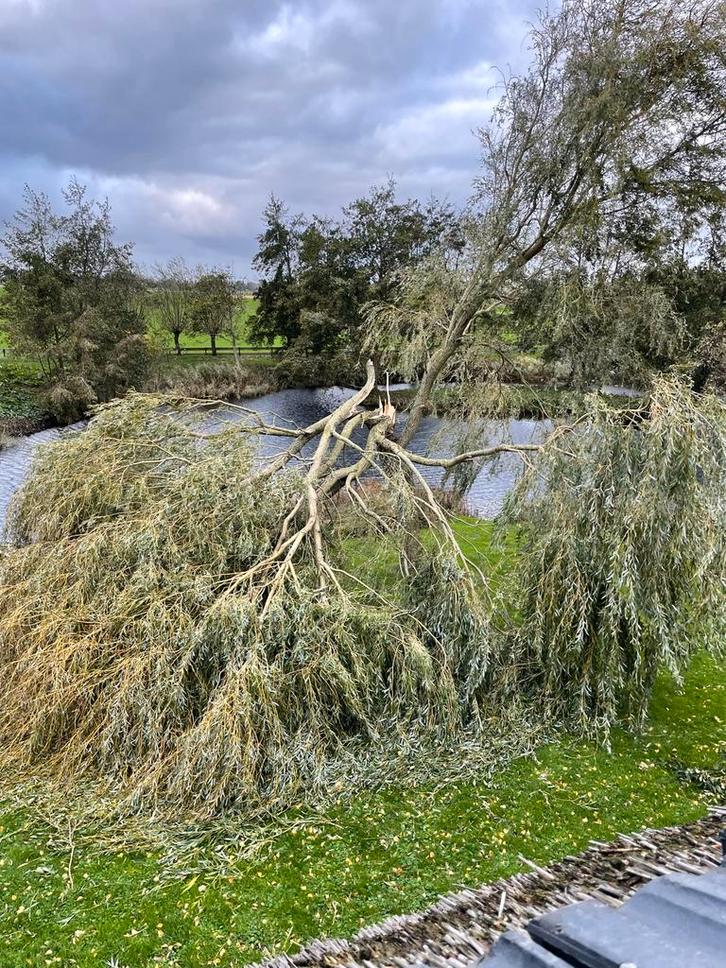 Wilgentakken, Dieren en Toebehoren, Dierenvoeding, Overige soorten, Ophalen