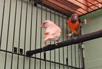 Mutatie kapoetsensijzen bruin pastel en isabel pastel., Dieren en Toebehoren, Meerdere dieren