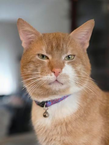 Warm mandje gezocht voor deze knappe kater een echte jager!  beschikbaar voor biedingen