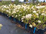 Actie!! Nu €2,50 ps hydrangea paniculata limelight hortensia, Ophalen of Verzenden, Hortensia, Struik, Minder dan 100 cm