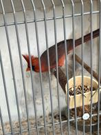 Koppel rode kardinalen 25-23, Dieren en Toebehoren, Vogels | Overige Vogels, Meerdere dieren, Geringd