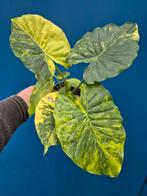Alocasia Gageana Aurea Variegata p12 (6)