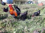 Marans broedeieren, Dieren en Toebehoren, Pluimvee