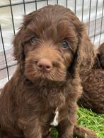 Medium labradoodle reutje met Australian bloed, CDV (hondenziekte), 8 tot 15 weken, Meerdere, Nederland