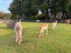 Damhert bok, Dieren en Toebehoren, Overige Dieren, Juni, Mannelijk