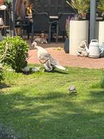 Kalkoen kuikens, Dieren en Toebehoren, Pluimvee, Geslacht onbekend, Kalkoen