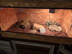 Osb3 terrarium 100x50x50, Ophalen, Zo goed als nieuw
