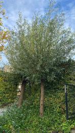 Gratis wilgentakken, Tuin en Terras, Planten | Bomen, Ophalen, Volle zon, Overige soorten
