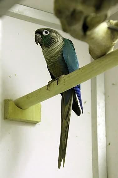 Pyrrhura violet man SPOED!!, Dieren en Toebehoren, Vogels | Parkieten en Papegaaien, Parkiet, Mannelijk, Geringd