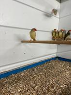 Te koop / te koop gevraagd div soort vogels ., Meerdere dieren, Tropenvogel