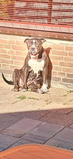 Daisy Amerikaanse steffer., Dieren en Toebehoren, Honden | Bulldogs, Pinschers en Molossers, 6 jaar of ouder, Overige rassen, Teef