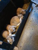4 mooie 3 kleurige rammetjes!, Dieren en Toebehoren, Konijnen, Mannelijk, Dwerg, Hangoor, 0 tot 2 jaar