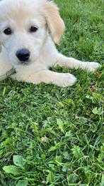 Golden retriever pup 9 weken, Golden retriever, Rabiës (hondsdolheid), 8 tot 15 weken, Teef