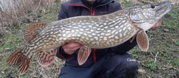 Deel 2) 4 stuks FL snoekstreamers op Double Hook/Fleurhaak  beschikbaar voor biedingen