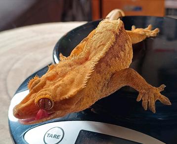 Wimpergekko vrouw Pet Only beschikbaar voor biedingen