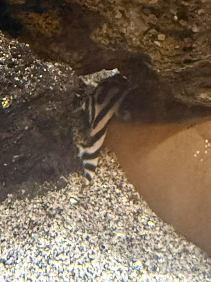 L046 / L46 - hypancistrus zebra, Dieren en Toebehoren, Vissen | Aquariumvissen, Vis