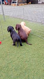 Working cocker spaniel pups, Dieren en Toebehoren, Honden | Retrievers, Spaniëls en Waterhonden, 8 tot 15 weken, Meerdere, Meerdere dieren