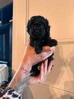 Lieve Toypoedel pups 5 weken oud, binnenkort beschikbaar, Dieren en Toebehoren, Honden | Chihuahua's en Gezelschapshonden, Poedel