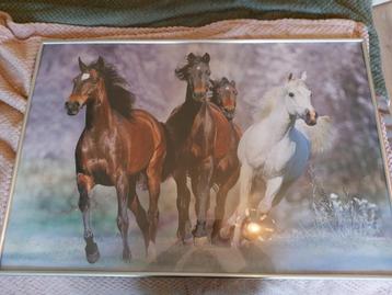 Poster paarden inclusief lijst! beschikbaar voor biedingen