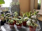 €1- Spookplant / Ghost Plant/Graptopetalum paraguayense, Ophalen