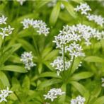 Lievevrouwebedstro, inheemse plant, Ophalen, Halfschaduw