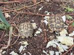 Griekse landschildpad, Dieren en Toebehoren, Reptielen en Amfibieën, Schildpad, 3 tot 6 jaar