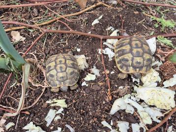 Griekse landschildpad beschikbaar voor biedingen