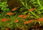 Hyphessobrycon amandae, Vis, Zoetwatervis, Schoolvis