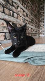Zwart kittens, Dieren en Toebehoren, Katten en Kittens | Overige Katten
