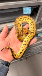 0.1 orange dream clown ball python, Slang, 0 tot 2 jaar