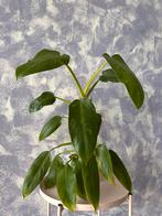 Kamerplant: Philodendron Jose Buono, Ophalen, Overige soorten, Halfschaduw, In pot