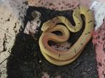 Taiwanese stinkslang / Elaphe carinata nk25, Dieren en Toebehoren, Reptielen en Amfibieën, Slang