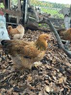 2 mooie jonge grote brahma hennen, Dieren en Toebehoren, Vogels | Overige Vogels, Vrouwelijk